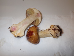 Calonarius elegantior