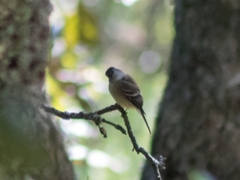 Empidonax hammondii