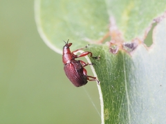 Euops falcata