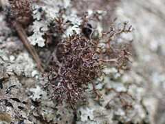Cetraria aculeata