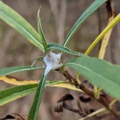 Botryosphaeria dothidea