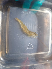 Penaeus californiensis