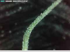 Amphibromus nervosus