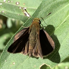 Euphyes vestris