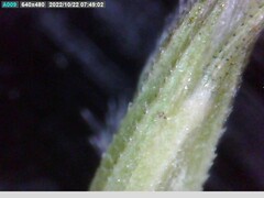 Amphibromus nervosus