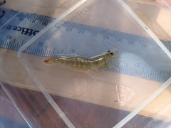 Penaeus californiensis