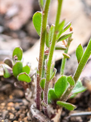 Comesperma calymega