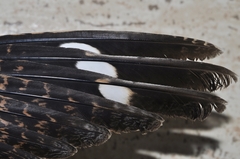 Caprimulgus ruficollis