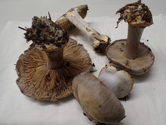 Cortinarius caesiocanescens
