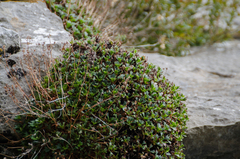 Saxifraga cuneata