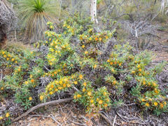 Banksia formosa