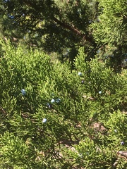 Juniperus ashei