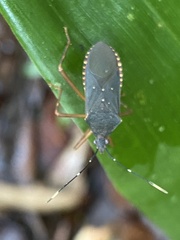 Leptoscelis elongator