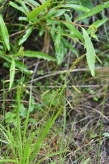 Carex krausei
