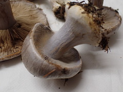 Cortinarius caesiocanescens