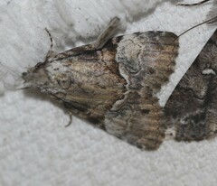 Alophosoma emmelopis