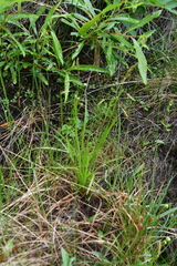 Carex krausei