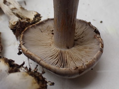 Cortinarius caesiocanescens