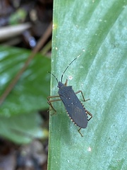 Leptoscelis elongator