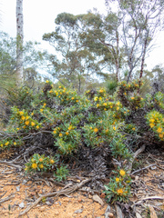 Banksia formosa