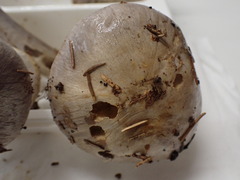 Cortinarius caesiocanescens