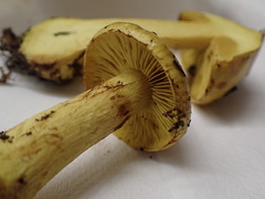 Cortinarius meinhardii