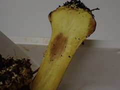 Cortinarius meinhardii