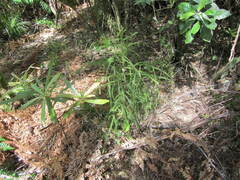 Myrsine salicina