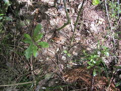 Myrsine salicina