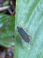 Leptoscelis elongator