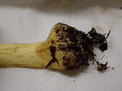 Cortinarius meinhardii