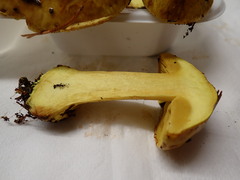 Cortinarius meinhardii