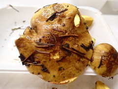 Cortinarius meinhardii