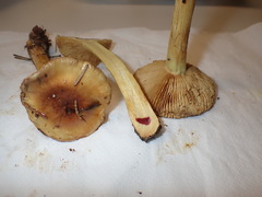 Cortinarius nanceiensis