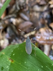 Leptoscelis elongator