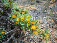 Banksia formosa