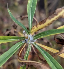 Botryosphaeria dothidea