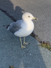 Larus delawarensis