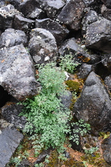 Thalictrum foetidum