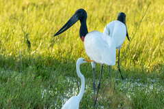 Jabiru mycteria