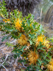 Banksia formosa