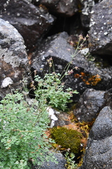 Thalictrum foetidum