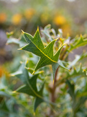 Banksia formosa