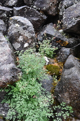 Thalictrum foetidum