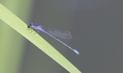 Enallagma semicirculare