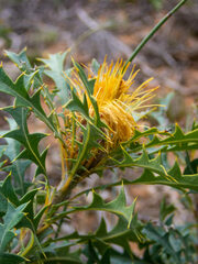 Banksia formosa