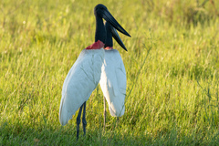 Jabiru mycteria