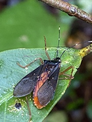 Leptoscelis elongator