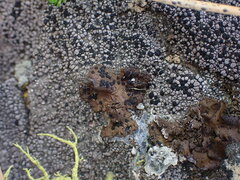 Umbilicaria hyperborea