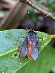 Leptoscelis elongator